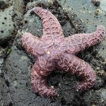Sea stars rebound in a mysterious 'baby boom' after deadly disease