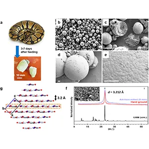 Reptiles like snakes don’t urinate like humans do; instead, they pass these solid “urates” (seen above). Researchers found that urates consist of tiny microspheres composed primarily of uric acid (above). Credit: ACS