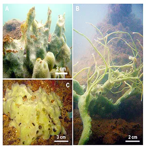 Cladocroce pansinii Bertolino & Calcinai sp. nov. (A) massive specimen (HL19); (B) a specimen (HL110) with repent habit and thin processes; (C) massive specimen with a large base and short digitations. Credit: MDPI