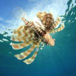 Social media distorts how we see invasive species