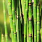 'Living fossil' reveals cosmic secrets of Earth’s ancient climate