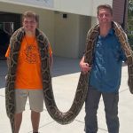 A Burmese python as long as an adult giraffe is captured in Florida