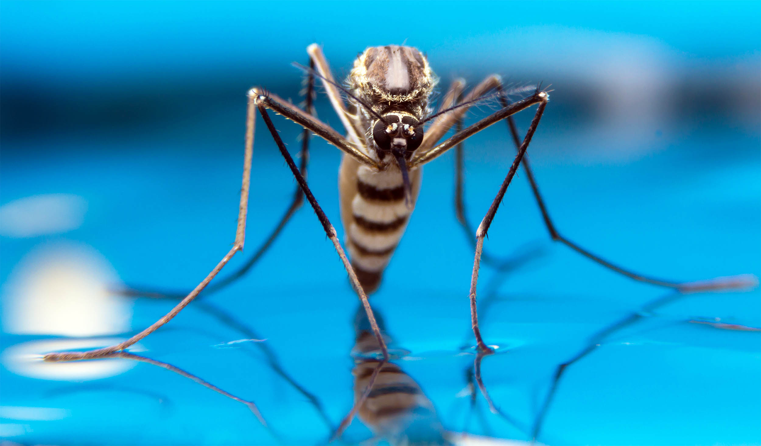 Scientists confirm that mosquitoes are now living in Iceland for the first time ever