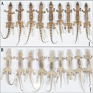 Paratype series of Hemidactylus quartziticolus sp. nov. from left to right: NRC-AA-1257–NRC-AA-1265, A dorsal view, and B ventral view. Scale bar 10 mm. Credit: Akshay Khandekar