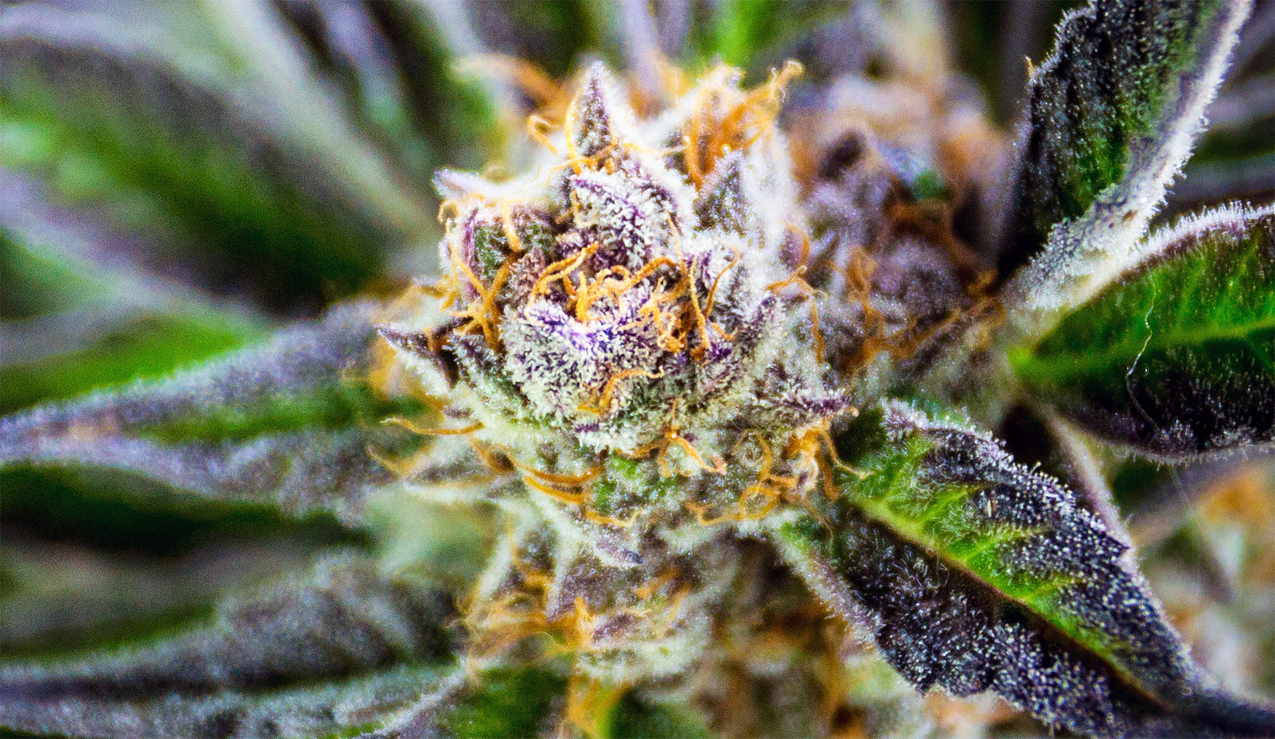 Another study shows marijuana use can alter DNA and leave chemical markers in blood