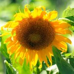 Study shows 2024 was the hottest in at least the previous 125,000 years