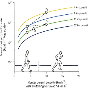 Modeled pursuit net acquisition rate for Oryx gazella as a function of hunter velocity and gait for 4–32 km pursuit distances. Credit: Nature Human Behavior