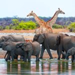 Africa's natural wildlife 'power' has nearly collapsed