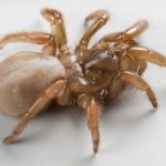 New trapdoor spider discovered under California beaches