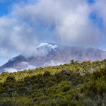 Mount Kilimanjaro is losing its native plants - but why?