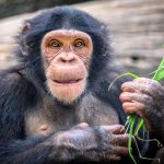 Chimps can reason and rethink their choices, just like humans