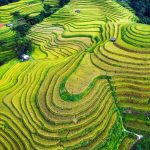 Small changes to land use and diet could save thousands of animal species