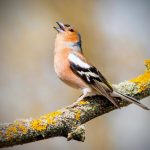 Scientists discover why birds sing so passionately at dawn