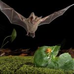 Tiny bats hunt like lions, striking with patience and precision