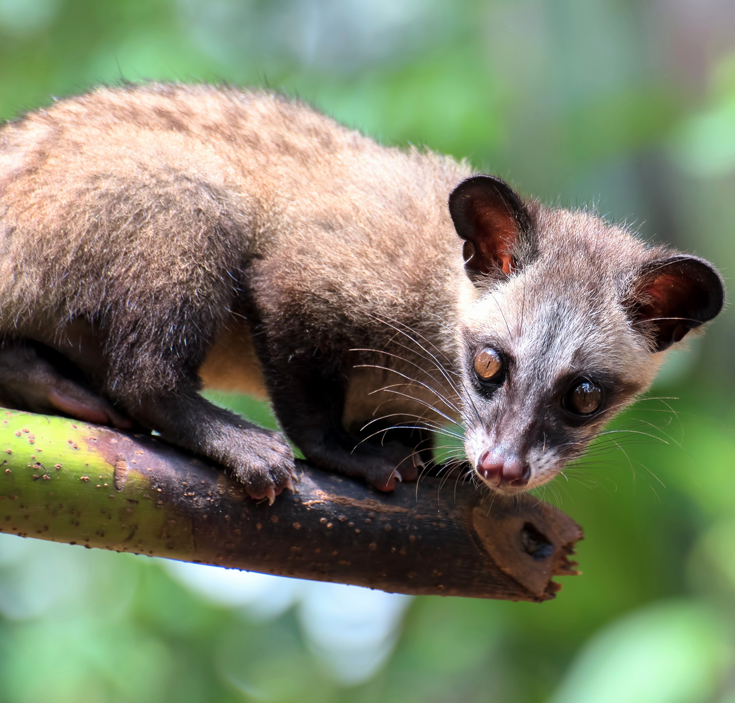 Wild civets may hold the secret to smoother coffee in their gut