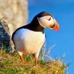 How saving seabirds could help save the oceans