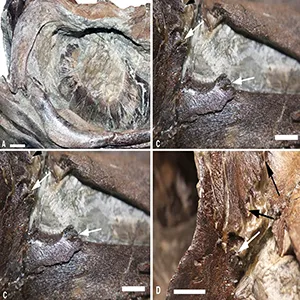 The post-orbital and lacrimal–prefrontal regions of Xiphodracon goldencapensis. (A) close-up of the right post-orbital region of the skull. (B) close-up of the left narial region showing the wedge-shaped external naris with the posterodorsal foramen formed by the nasal, lacrimal and prefrontal; note the unusual, multi-prong (and sometimes bifurcating) projections. (C) similar view as in B but from the right side, showing the damaged, incomplete lacrimal but with the multi-prong projections. (D) oblique view of C but showing more detail of prefrontal projections and posterodorsal foramen. Credit: University of Manchester