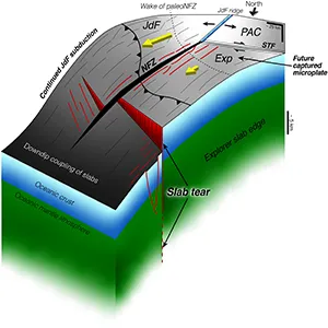 Slab fragmentation and cessation of subduction enabled by the NFZ. Schematic 3D interpretation of the NFZ-Exp-JdF triple junction region in northern Cascadia where subduction termination is imminent. The paleo-NFZ (thin black lines) developed as a broad shear zone in nascent oceanic lithosphere and reactivated inherited abyssal hill faults formed at the ridge. Credit: Science