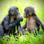 Great apes keep their closest friends close, just like humans
