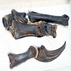 Right hand of Nanotyrannus lancensis. Credit: N.C. Museum of Natural Sciences