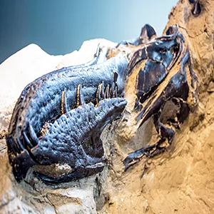 Snout of Nanotyrannus lancensis. Credit: N.C. Museum of Natural Sciences