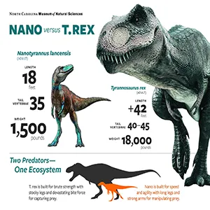 Schematic comparison of Nanotyrannus lancensis versus Tyrannosaurus Rex. Credit: NC Museum of Natural Sciences