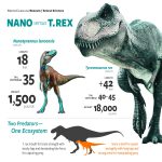 T. rex history is completely rewritten by the discovery of dinosaur named Nanotyrannus lancensis Credit: NCNMS