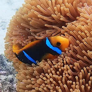 Amphiprion maohiensis, or the Polynesian anemonefish, has a “light orange to dark yellow” body with “two white to bluish bars, the first behind the eye, the second midbody,” researchers said. Credit: Pensoft