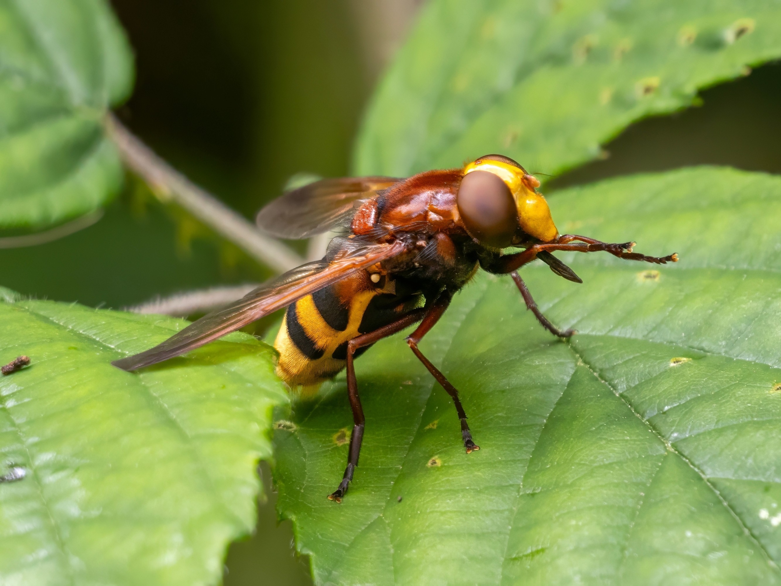 New radar technology reveals steep insect population declines