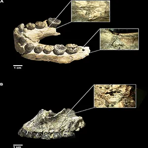Figure 1. (A) OH7 mandible with the two tooth pits magnified. (B) OH65 maxilla with the tooth pit magnified. Tooth pits have been documented with a binocular Optika microscope and a 3 Mpx digital camera (OptiCamB3) with a magnification of ×10 in (A) and of ×30 in (B). Credit: Vegara-Riquelme et al.