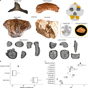 New fossils reveal the hand of Paranthropus boisei, proving this early human ancestor could make and use tools. Credit: Nature