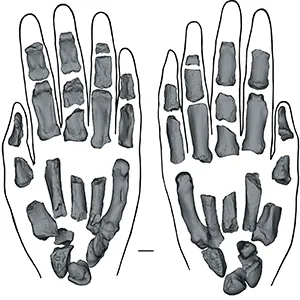 Fossils show the hands of hand of Paranthropus boisei. Palmar (left) and dorsal (right) views. The outline is for illustrative purposes only and not an interpretation of the relative phalangeal lengths. Credit: Nature/Francis Tre Lawrence