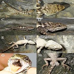 Holotype of Diploderma bifluviale sp. nov. in life. (A) Dorsal view; (B) Close up-view of the dorsal side of the head; (C) Lateral view; (D) Close up-view of the lateral side of the head; (E) Ventral view; (F) Close up-view of the ventral side of the head; (G) Close-up view of the oral cavity; (H) Close-up views of the femoral and precloacal regions. Credit: ZooKeys