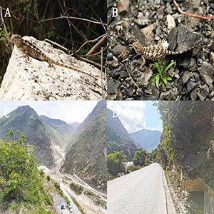 Diploderma bifluviale sp. nov. from near the type locality and habitats of the new species. (A) Holotype CB23JC04 (male) lateral view; (B) Allotype CB23JC08 (female) dorsal view; (C) Distant view of the type locality of Diploderma bifluviale sp. nov.; (D) Close view of the type locality of Diploderma bifluviale sp. nov. Credit: ZooKeys