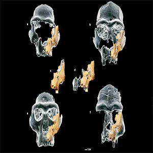 Frontal view of the superimposition of the virtual reconstruction of ATE7-1 with a) D2282, b) KNM-ER-3733, c) ATD6-58, d) ATD6-69, e) D4500 and f) Sangiran 17 (mirror reconstruction). The comparative fossils are in ghost texture while ATE7-1 is shown in opaque texture. The comparison highlights the larger facial width of the Early Pleistocene fossils from Africa and Asia due to the anterior projection of their zygomatic bone in comparison to the narrower midface of ATE7-1. Note that the comparison with d) may be influenced by the immature state of this individual. Credit: Nature