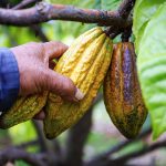 Study says it's already too late to save the luxury crops that make coffee, chocolate, and wine