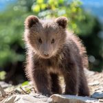 Why some animals got big brains and others didn’t