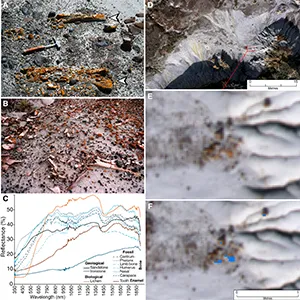 (A) Photograph of mixed faunal bonebed showing extensive lichen colonization of two exposed hadrosaur limb bones (white arrows). (B) Photograph of the Centrosaurus Bonebed in DPP prior to excavation showing extensive lichen colonization of abundant surface-exposed dinosaur bones. (C) Spectral reflectance plot of major components of the Alberta badlands environment including rock substrates, Rusavskia elegans lichen, and vertebrate fossils. Credit: Royal Tyrrell Museum of Palaeontology.