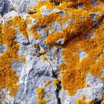 Orange lichens and drones help scientists spot dinosaur fossils
