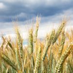 Rye under stress reveals how crops can rewire their genes