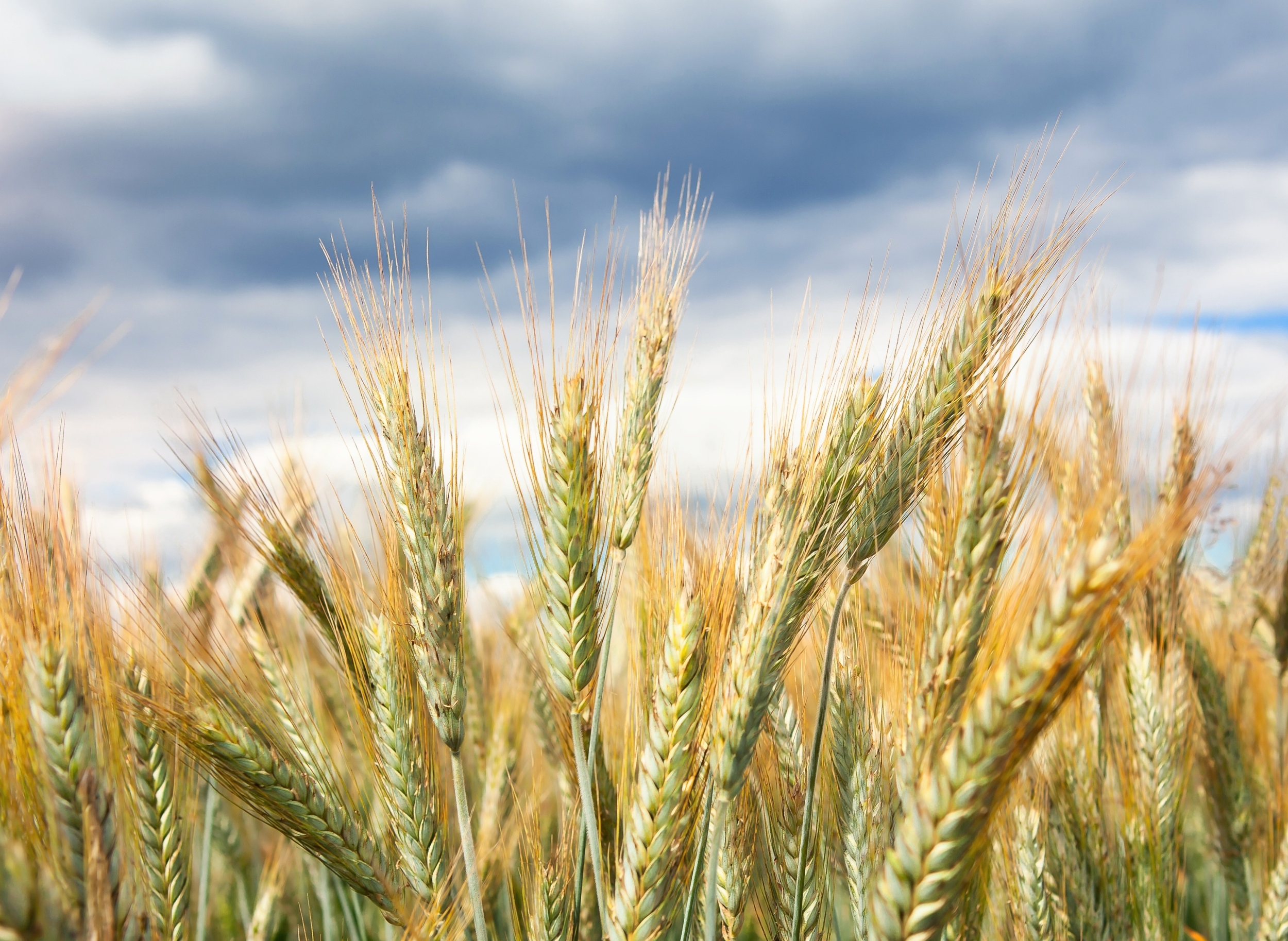 Rye under stress reveals how crops can rewire their genes