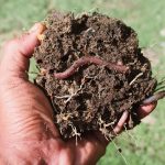 Earthworms help revive plants in plastic-polluted soil