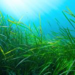 Seagrass meadows turn out to be massive living carbon banks