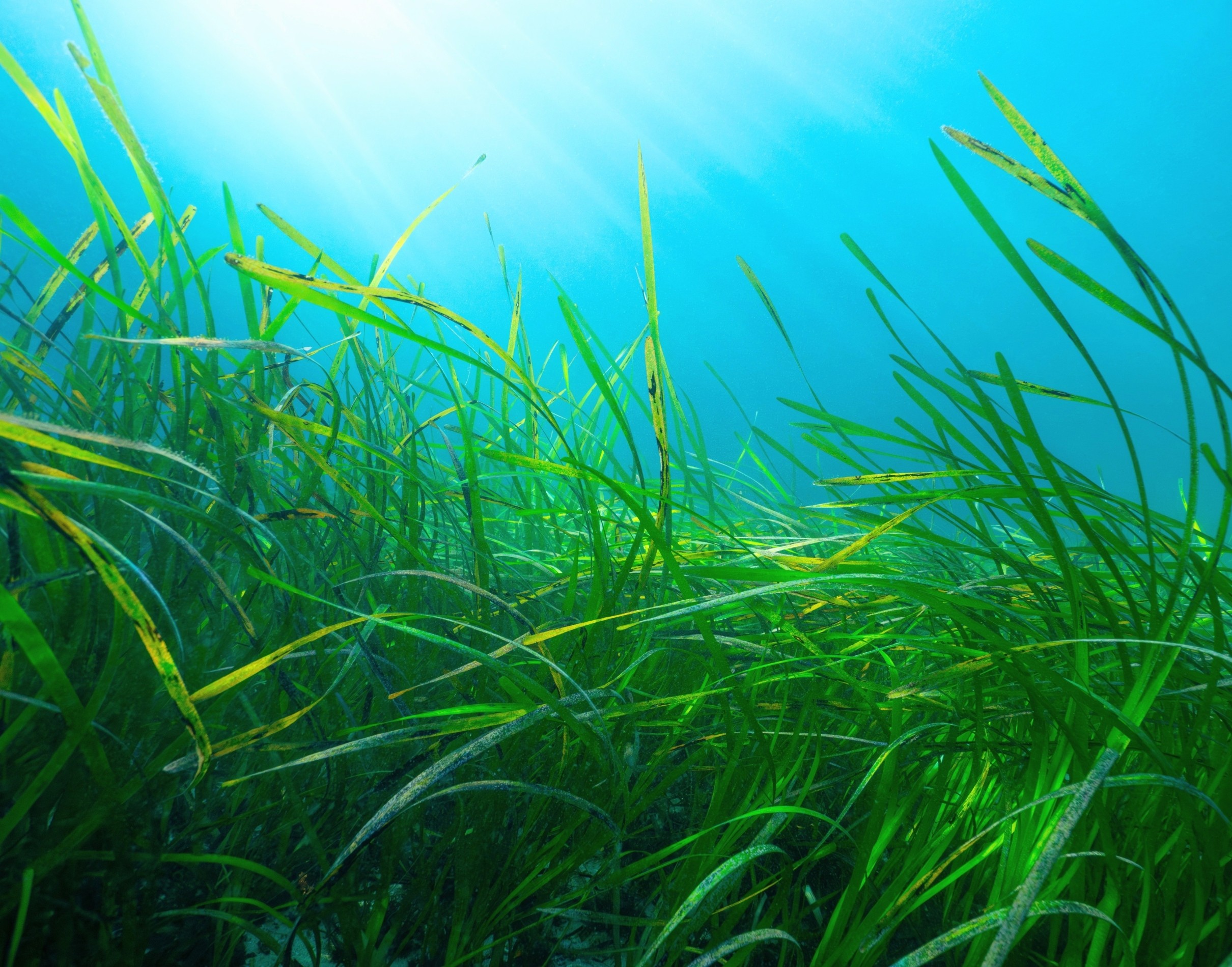 Seagrass meadows turn out to be massive living carbon banks