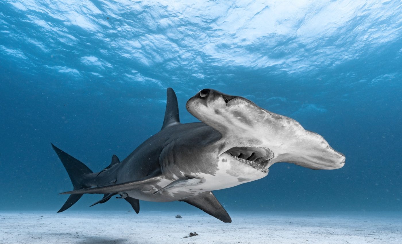 Traces of lost hammerhead sharks discovered in ocean water - Earth.com