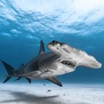 Traces of lost hammerhead sharks discovered in ocean water