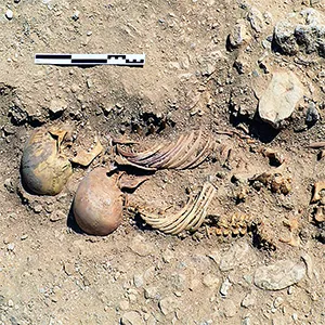 An undisturbed burial at the North Tombs Cemetery containing three individuals (Inds. 1167, 1168, and 1169), who were wrapped together in a single burial mat before interment. The matting survived in patches on the sides and base of the grave and is visible beside the skull and right forearm of the individual to the right. Credit: Amarna Project