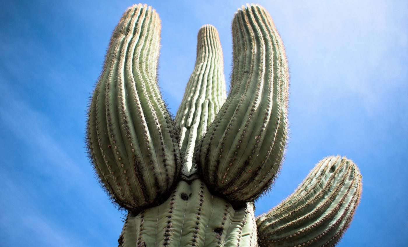 Giant cactus plants 'loosen up' to bend with the desert wind