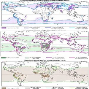 Historical and projected optimum daily average temperature range for (a) grapes, (b) coffee, and (c) cacao. Lighter shading is the optimum temperature range location for each crop from 1990–1999; darker shading is where each crop was grown in 2020. Contours are the projected locations of the optimum temperature isotherms in 2035–2044 and 2085–2094. Credit: Environmental Research Letters