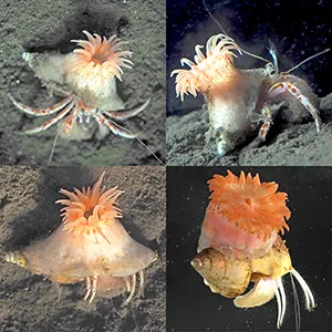 Paracalliactis tsukisome, a newly discovered sea anemone living in symbiosis with hermit crabs on the deep-sea floor off Japan. Its name is derived from the ancient Japanese poetry anthology Man'yōshū. Credit: Kumamoto University